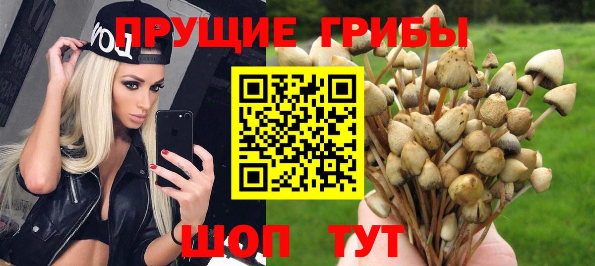 Галлюциногенные грибы Psilocybe Курчалой